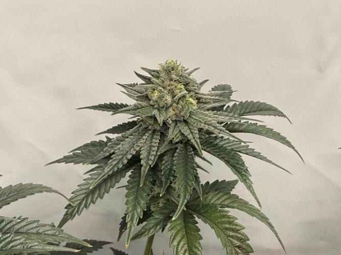 Jelly Donutz #2025. Week 11 - Day #85 F#41