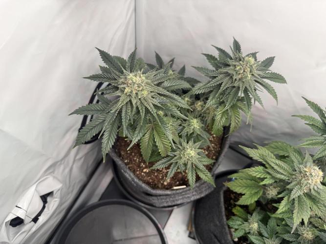 Jelly Donutz #2025. Week 11 - Day #85 F#41