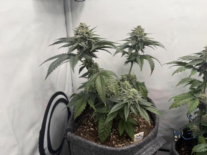 Jelly Donutz #2025. Week 11 - Day #85 F#41