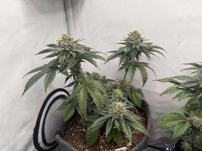 Jelly Donutz #2025. Week 11 - Day #85 F#41