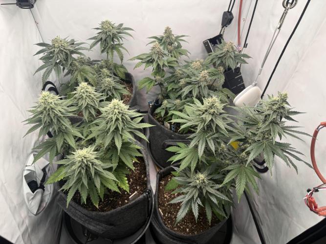 Jelly Donutz #2025. Week 11 - Day #85 F#41