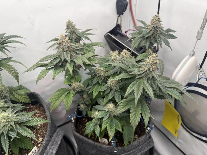 G.S. Cookies #2025. Week 11 - Day #85 F#41