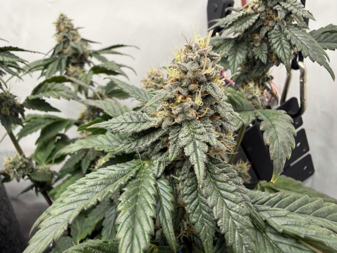 G.S. Cookies #2025. Week 11 - Day #85 F#41