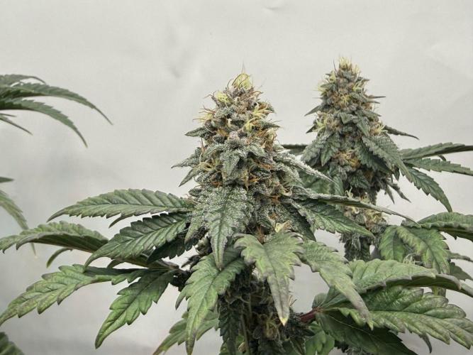 G.S. Cookies #2025. Week 11 - Day #85 F#41