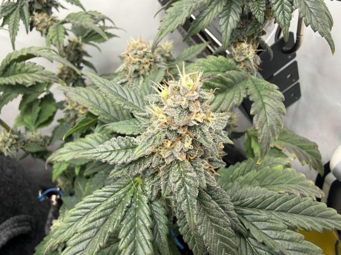 G.S. Cookies #2025. Week 11 - Day #85 F#41