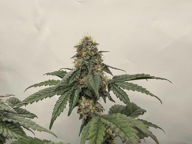 G.S. Cookies #2025. Week 11 - Day #85 F#41