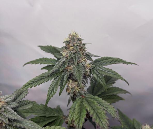 G.S. Cookies #2025. Week 11 - Day #85 F#41