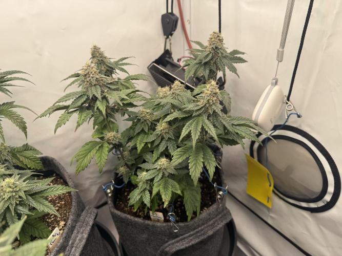 G.S. Cookies #2025. Week 11 - Day #85 F#41