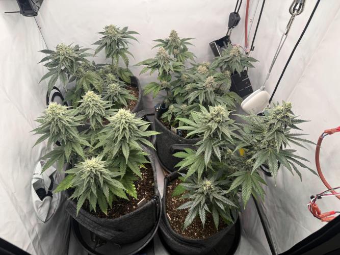 G.S. Cookies #2025. Week 11 - Day #85 F#41
