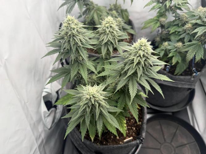 Orange Creampop #2025. Week 11 - Day #85 F#41