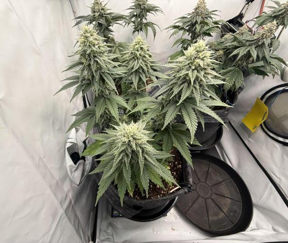 Orange Creampop #2025. Week 11 - Day #85 F#41