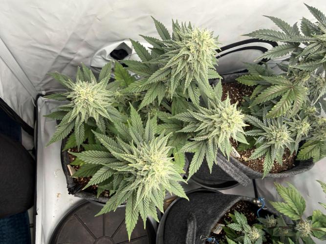 Orange Creampop #2025. Week 11 - Day #85 F#41