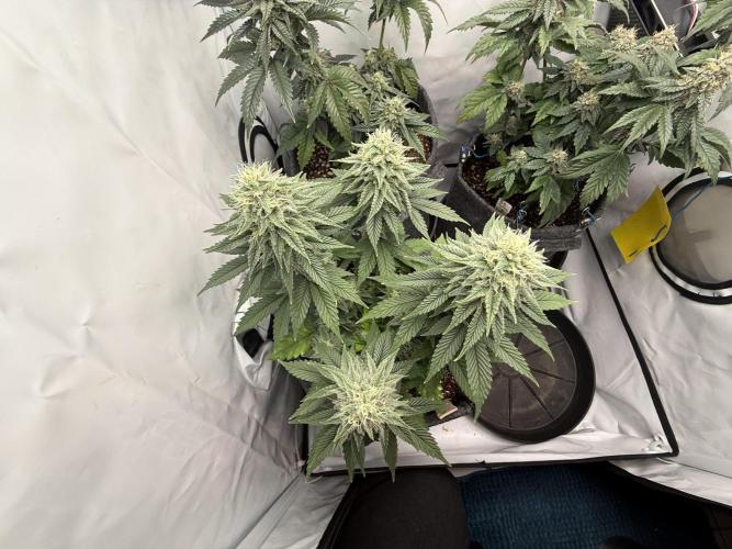 Orange Creampop #2025. Week 11 - Day #85 F#41