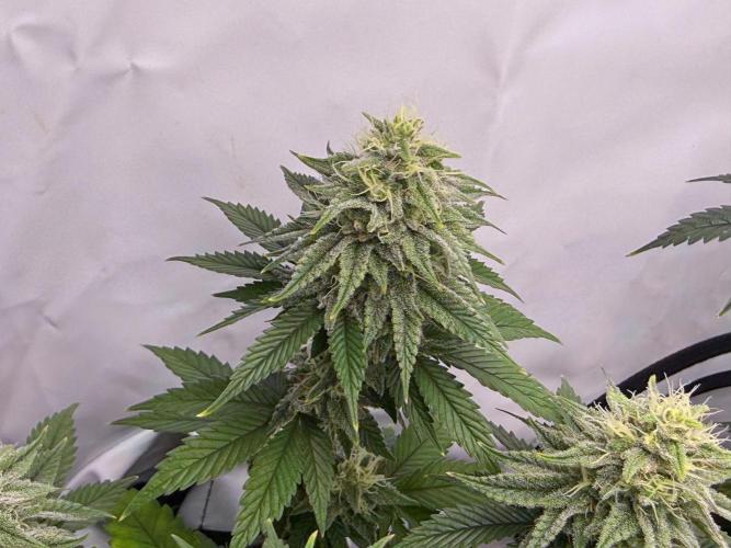 Orange Creampop #2025. Week 11 - Day #85 F#41