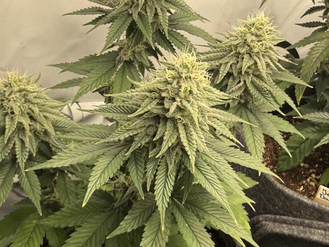 Orange Creampop #2025. Week 11 - Day #85 F#41