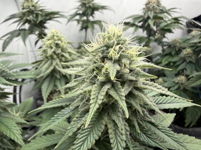 Orange Creampop #2025. Week 11 - Day #85 F#41