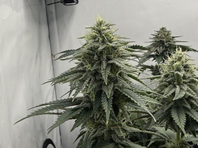 Orange Creampop #2025. Week 11 - Day #85 F#41