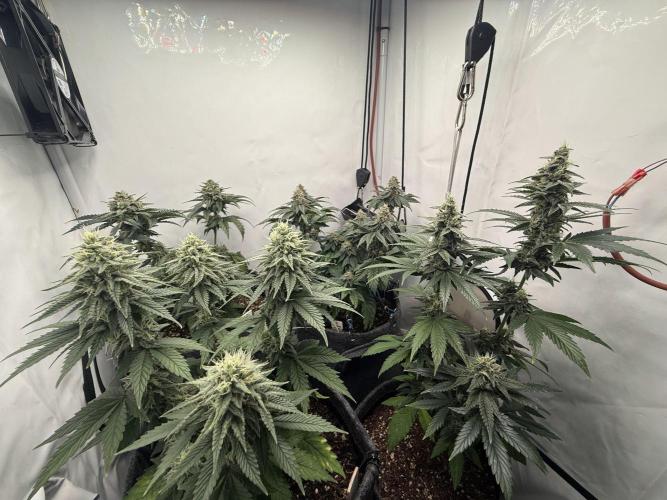 Orange Creampop #2025. Week 11 - Day #85 F#41