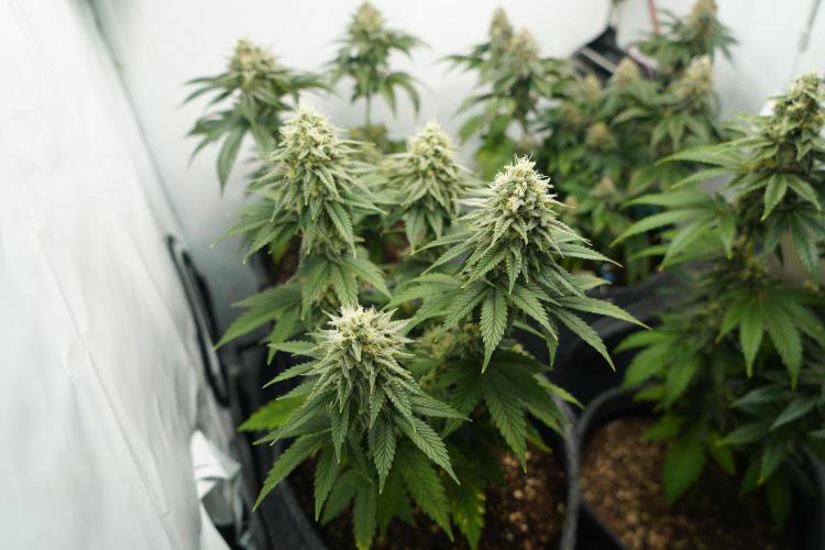 Orange Creampop #2025. Week 11 - Day #88 F#44