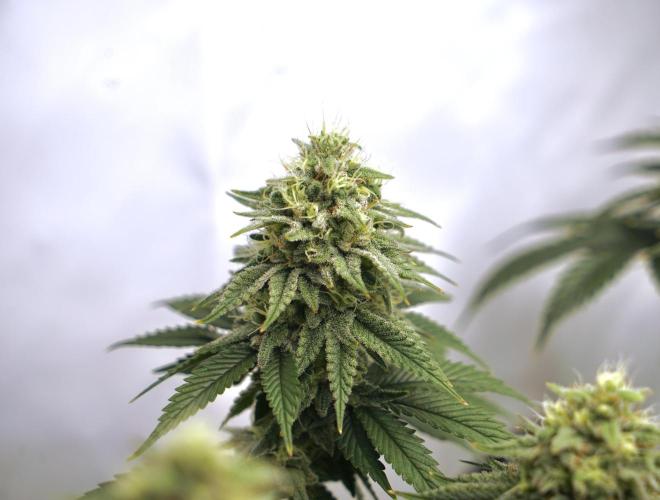 Orange Creampop #2025. Week 11 - Day #88 F#44