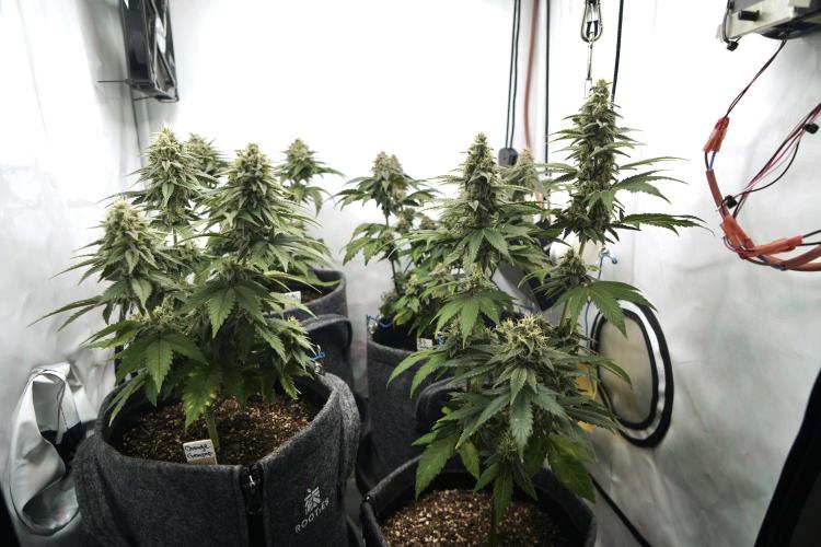 Jelly Donutz #2025. Week 11 - Day #88 F#44