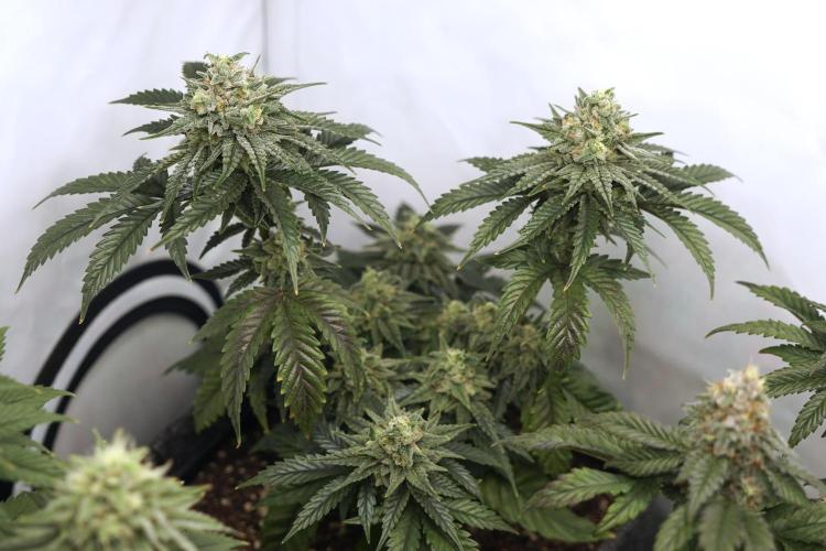 Jelly Donutz #2025. Week 11 - Day #88 F#44