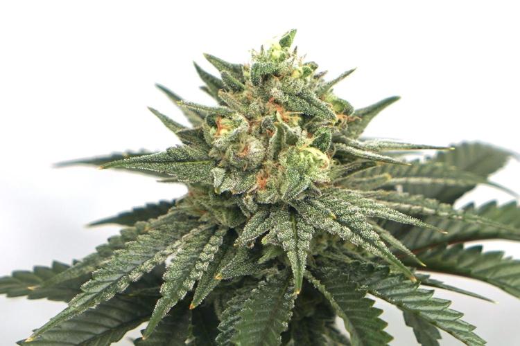 Jelly Donutz #2025. Week 11 - Day #88 F#44