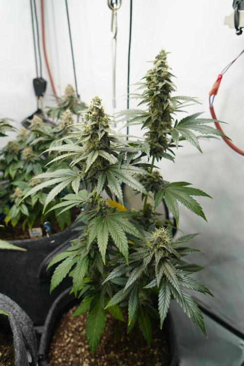 Pistachio #2025. Week 11 - Day #88 F#44