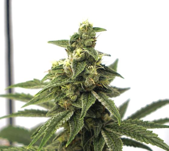 Pistachio #2025. Week 11 - Day #88 F#44