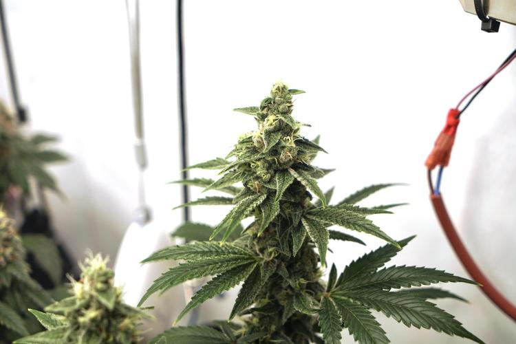 Pistachio #2025. Week 11 - Day #88 F#44