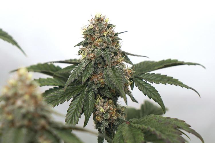 G.S. Cookies #2025. Week 11 - Day #88 F#44