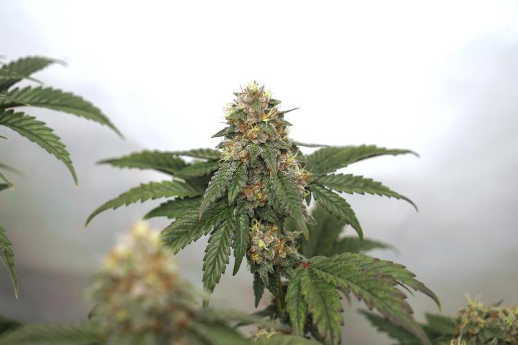 G.S. Cookies #2025. Week 11 - Day #88 F#44