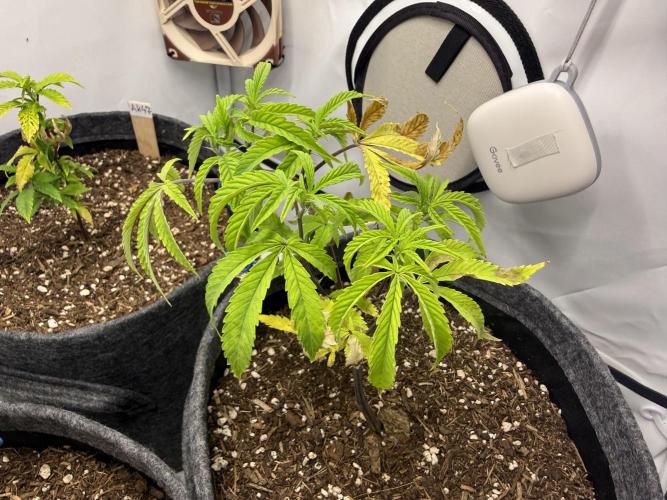 Runtz #2026. Week 6 - Day #50