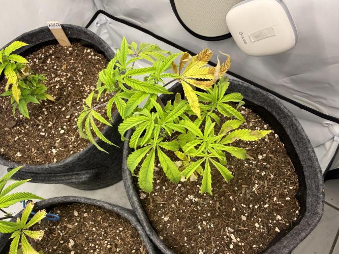 Runtz #2026. Week 6 - Day #50