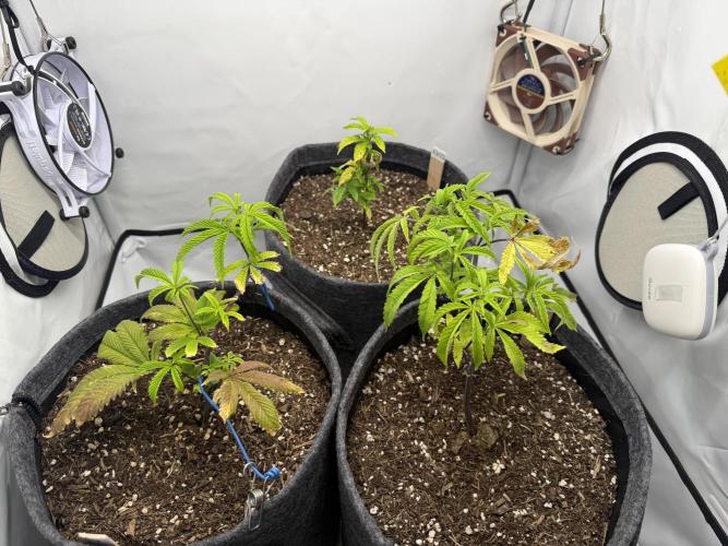 AK 47. Week 6
