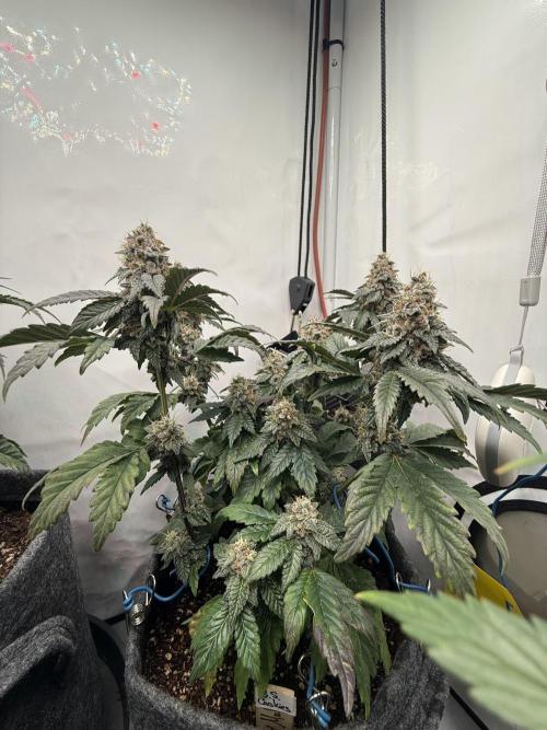 G.S. Cookies #2025. Week 12 - Day #92 F#48