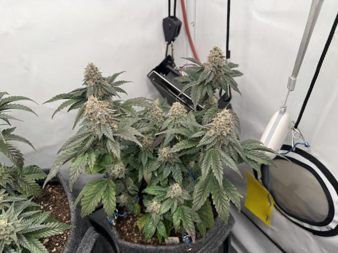 G.S. Cookies #2025. Week 12 - Day #92 F#48