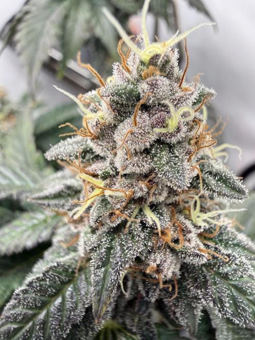 G.S. Cookies #2025. Week 12 - Day #92 F#48