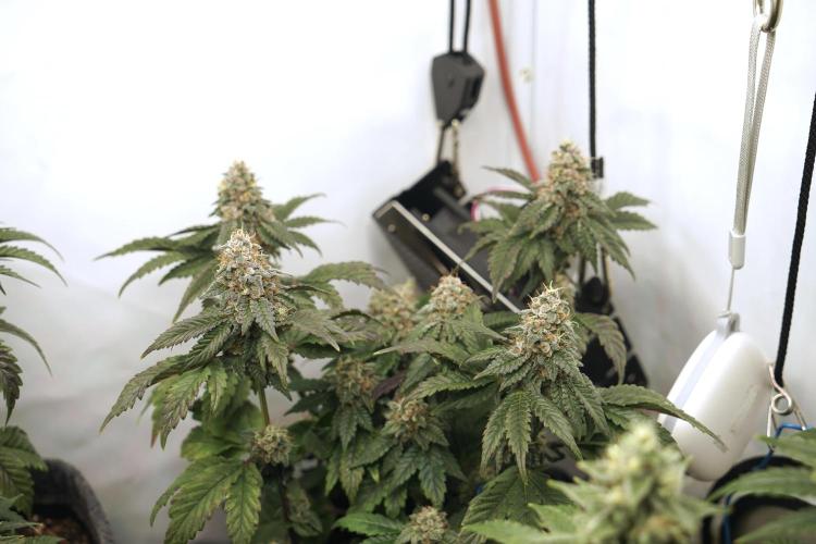 G.S. Cookies #2025. Week 12 - Day #92 F#48