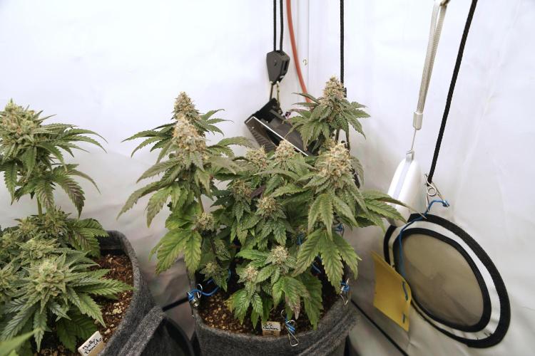 G.S. Cookies #2025. Week 12 - Day #92 F#48