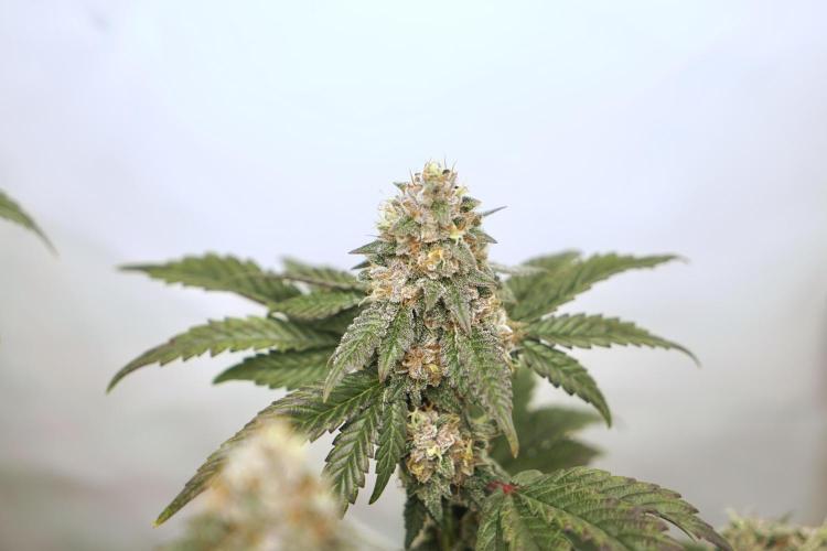 G.S. Cookies #2025. Week 12 - Day #92 F#48