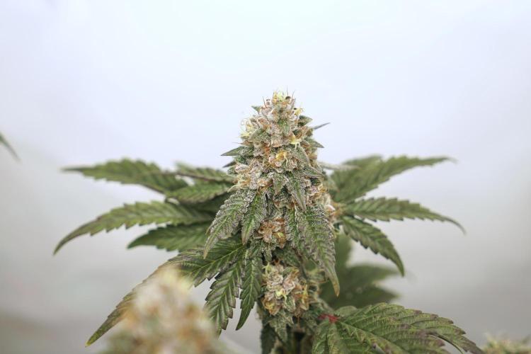 G.S. Cookies #2025. Week 12 - Day #92 F#48