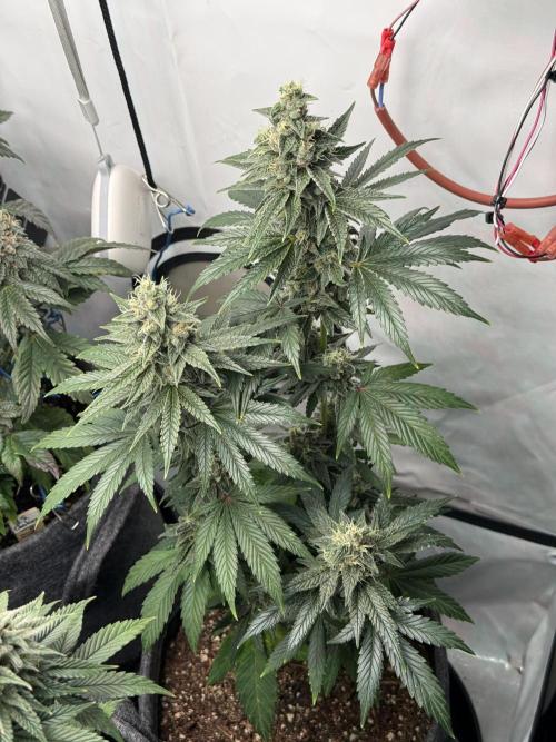 Pistachio #2025. Week 12 - Day #92 F#48