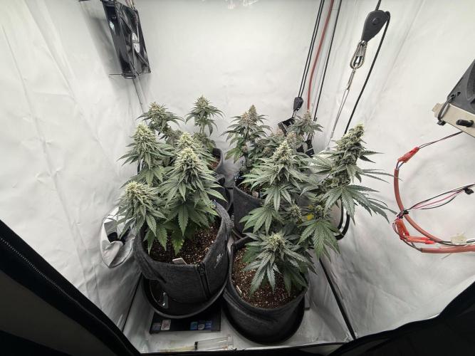 Pistachio #2025. Week 12 - Day #92 F#48