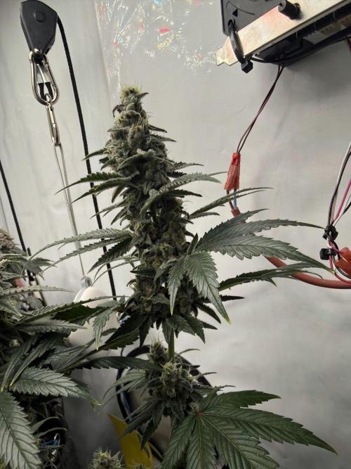 Pistachio #2025. Week 12 - Day #92 F#48