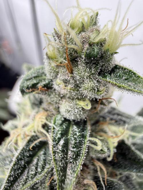 Pistachio #2025. Week 12 - Day #92 F#48