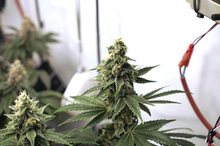 Pistachio #2025. Week 12 - Day #92 F#48