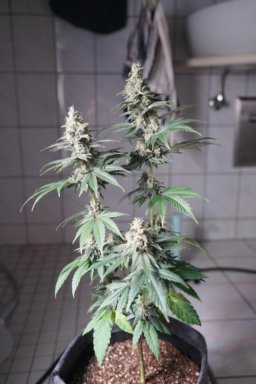 Pistachio #2025. Week 12 - Day #92 F#48