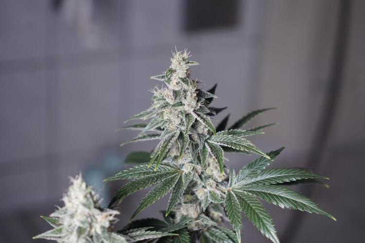 Pistachio #2025. Week 12 - Day #92 F#48