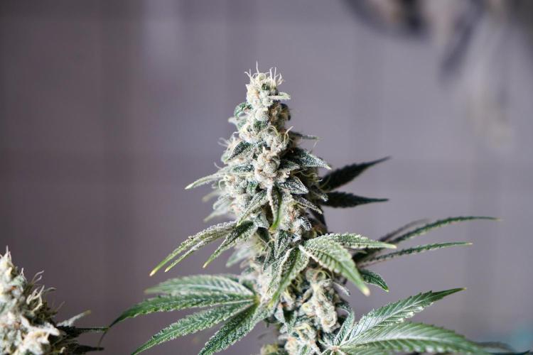 Pistachio #2025. Week 12 - Day #92 F#48